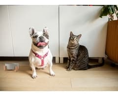 1-Piece Pet Bowl & Stand 5