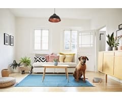 1-Piece Pet Bowl & Stand 4